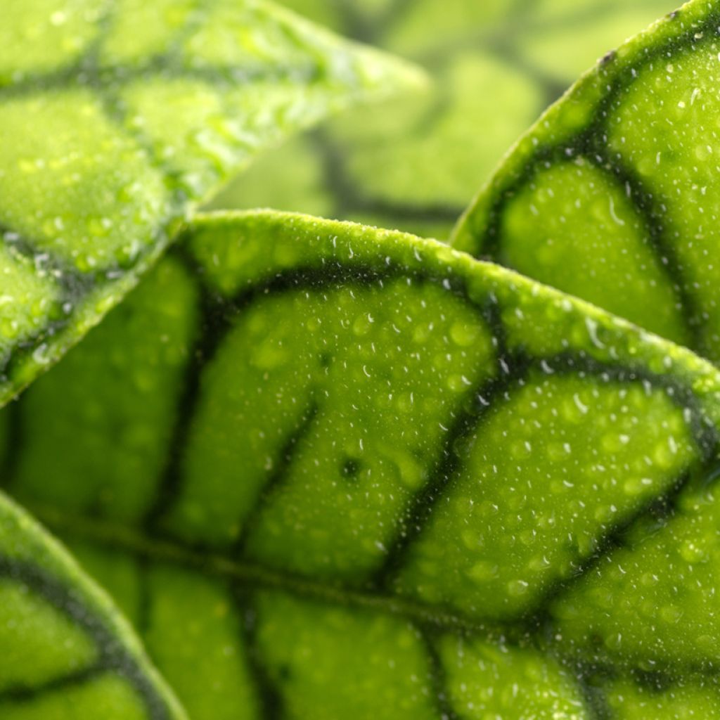 Hoya callistophylla - Fleur de porcelaine