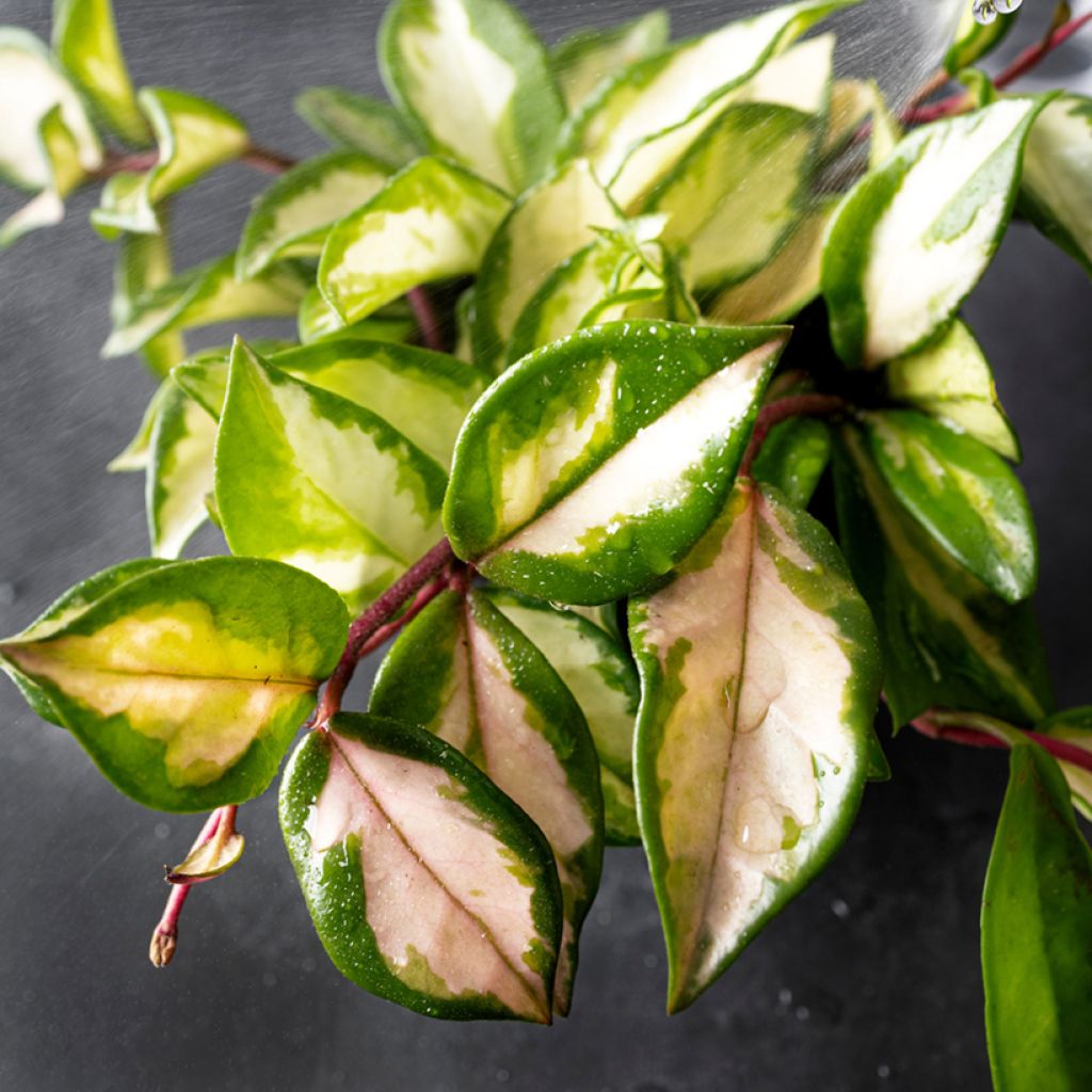 Hoya carnosa Tricolor - Fleur de porcelaine