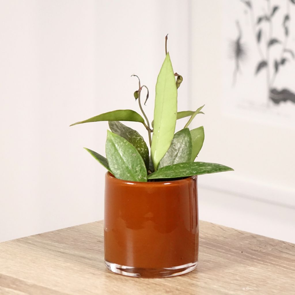 Hoya gracilis - Fleur de porcelaine