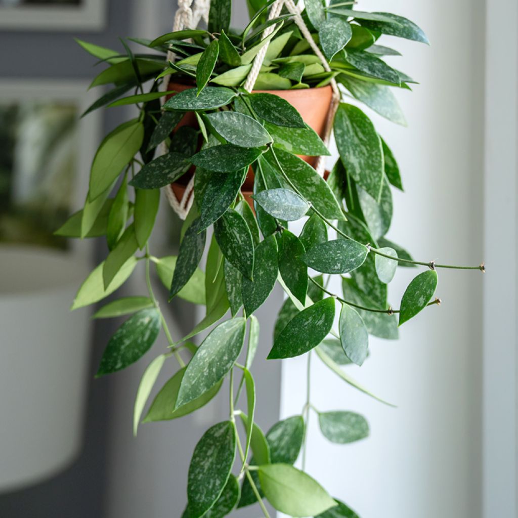 Hoya gracilis - Fleur de porcelaine