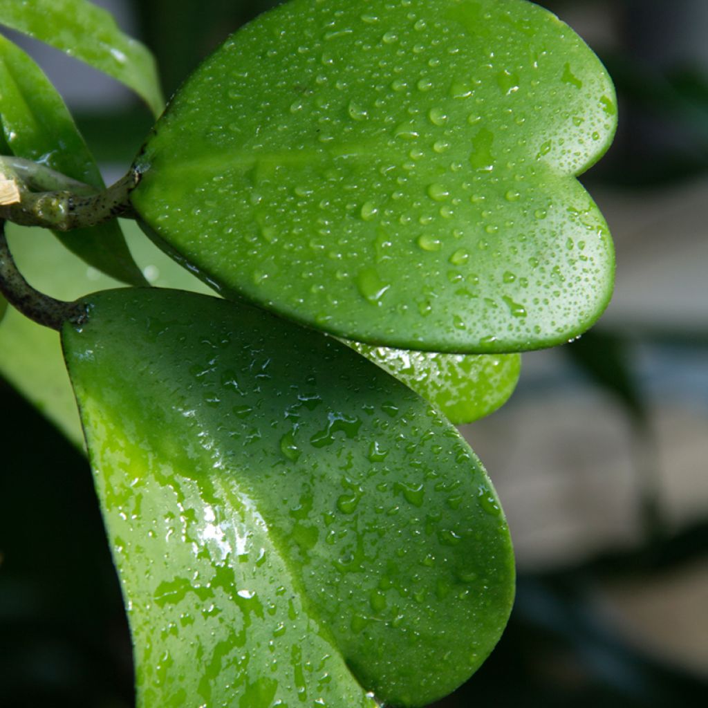 Hoya kerrii - Plante-coeur