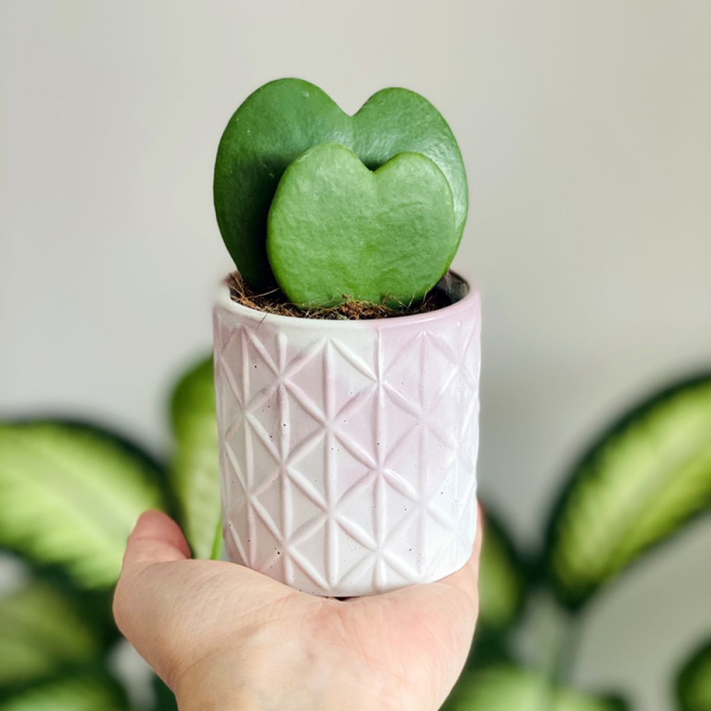 Hoya kerrii - Plante-coeur