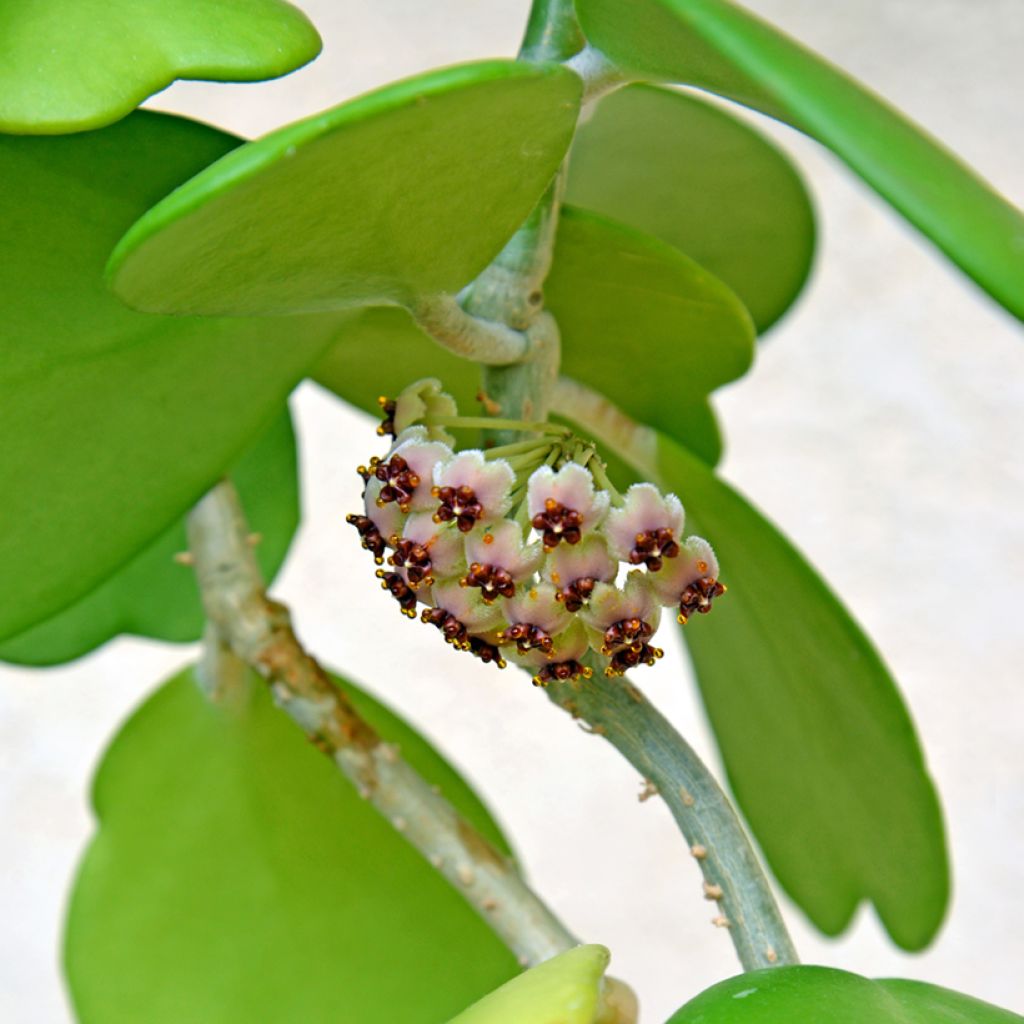 Hoya kerrii - Plante-coeur