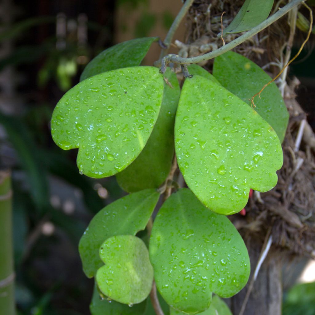 Hoya kerrii - Plante-coeur
