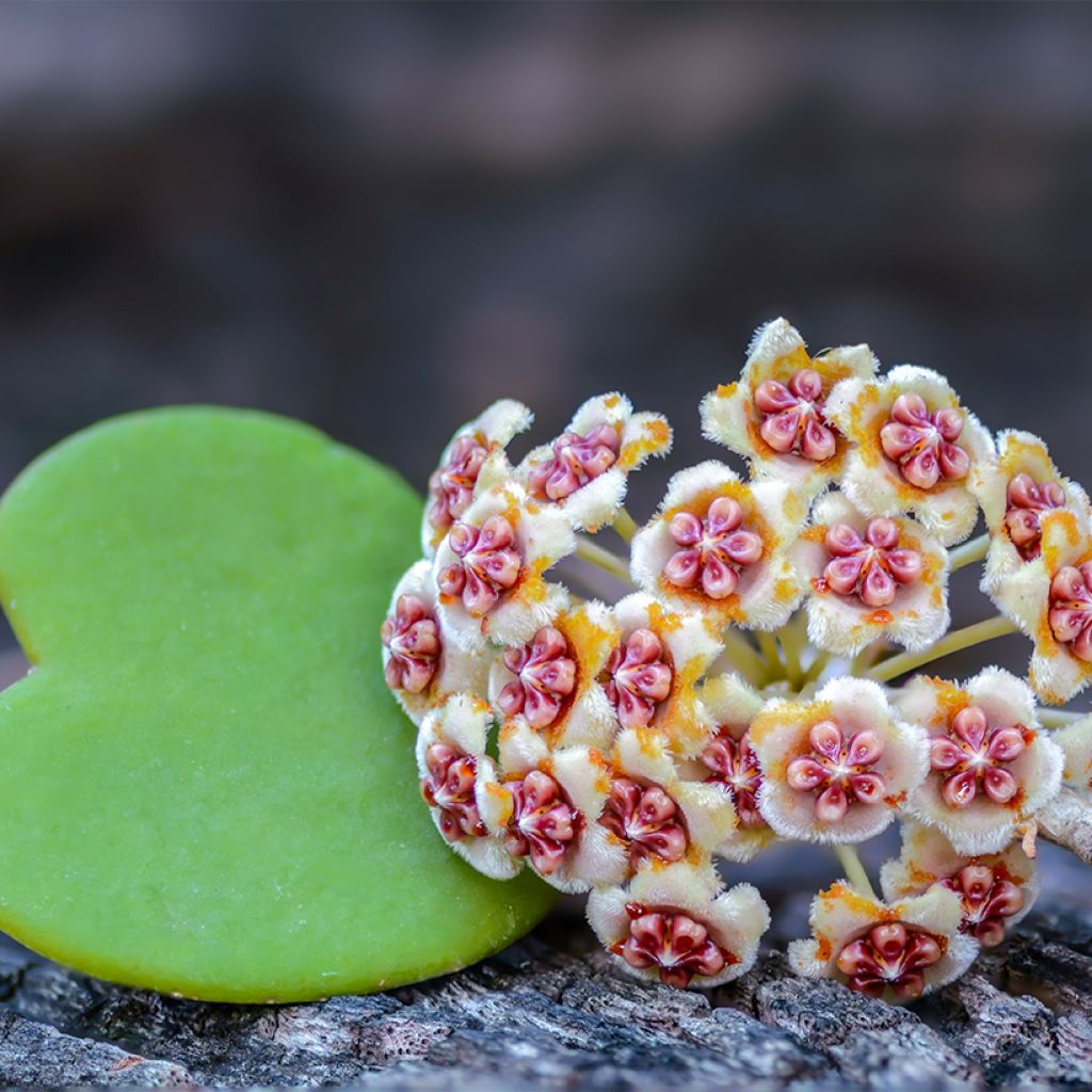 Hoya kerrii - Plante-coeur