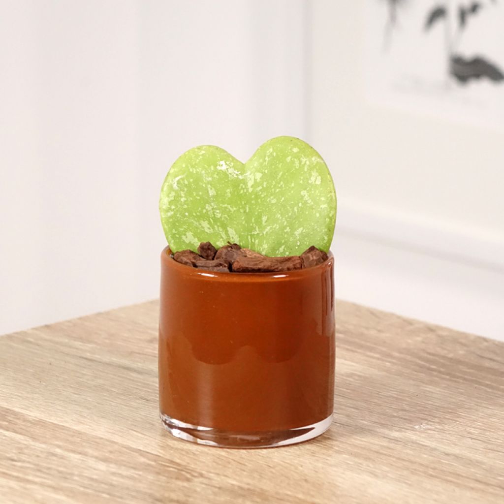 Hoya kerrii Splash - Plante-coeur