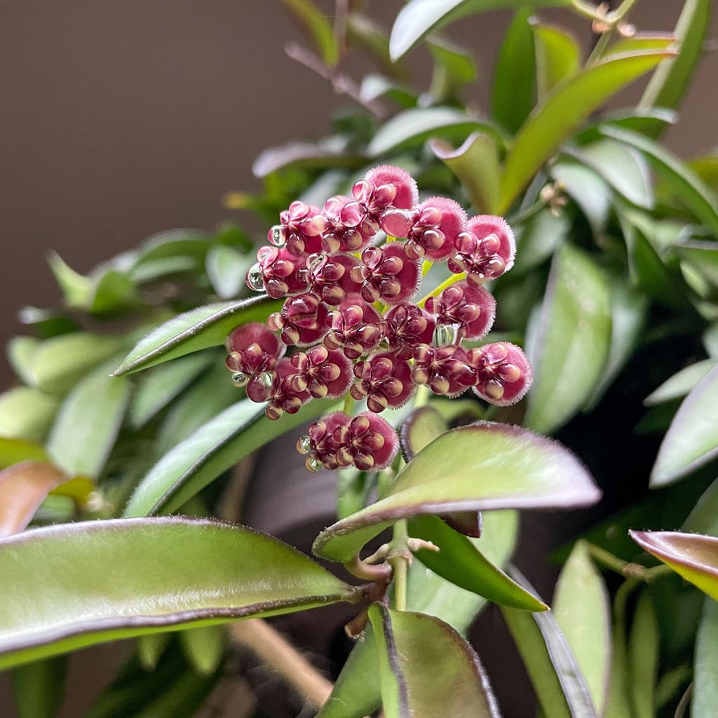 Hoya Rosita - Fleur de porcelaine