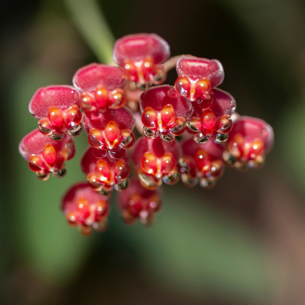 Hoya burtoniae Variegata - Fleur de porcelaine