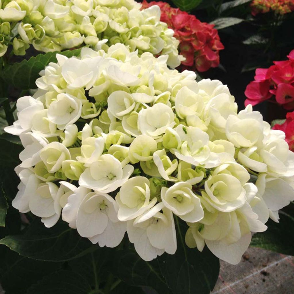 Hortensia - Hydrangea macrophylla Angelique® 