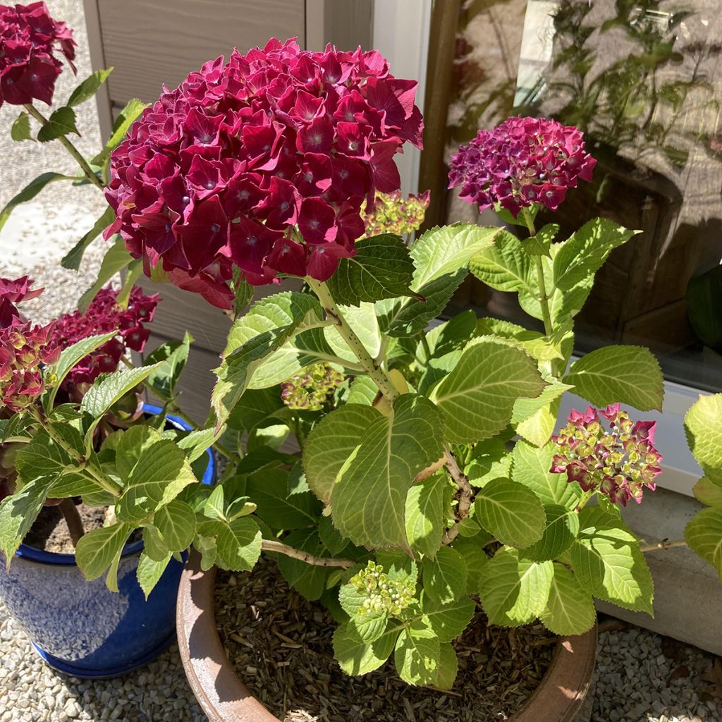 Hortensia - Hydrangea macrophylla Beautensia Dali 
