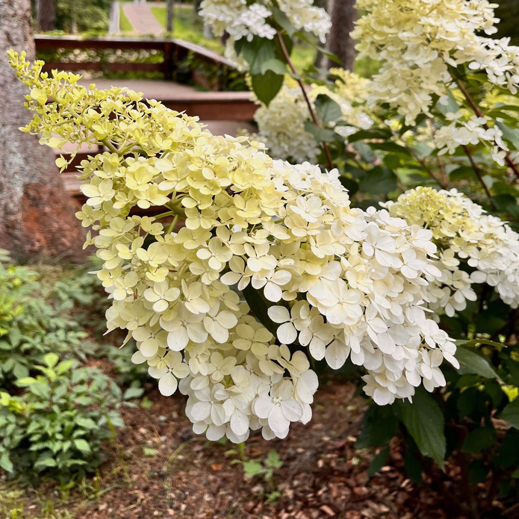Hydrangea paniculata Candlelight - Hortensia paniculé