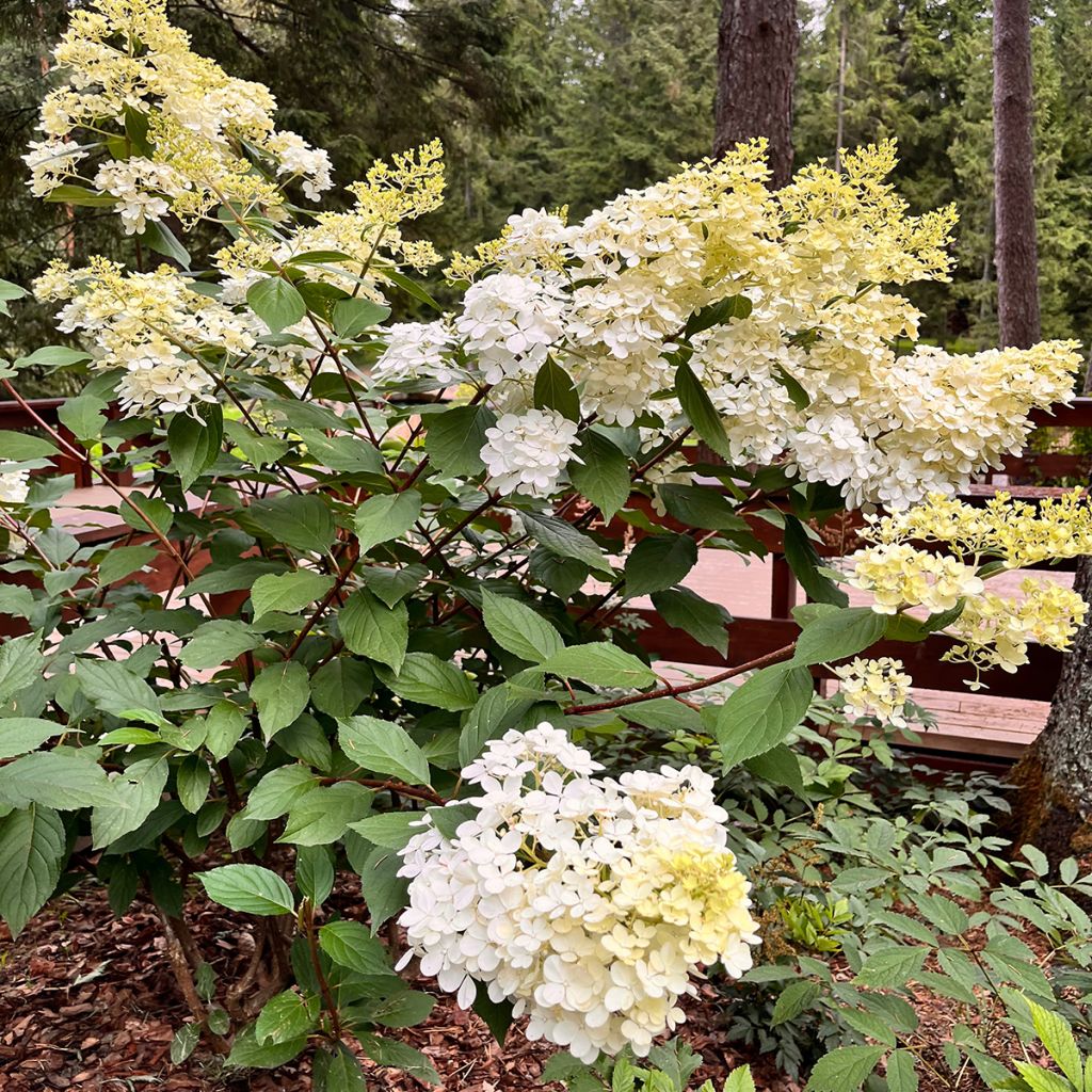 Hydrangea paniculata Candlelight - Hortensia paniculé