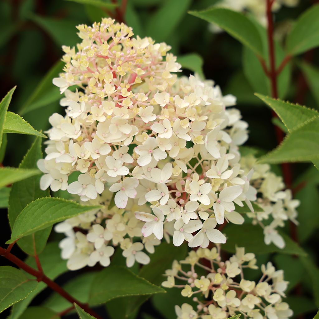 Hydrangea paniculata Coussine (Petite Flori) - Hortensia paniculé
