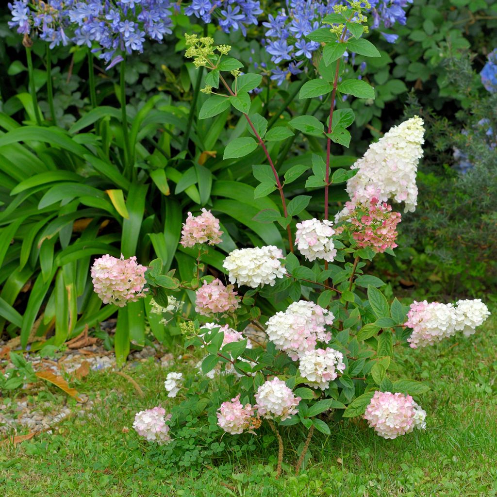 Hydrangea paniculata Fraise Melba - Hortensia paniculé