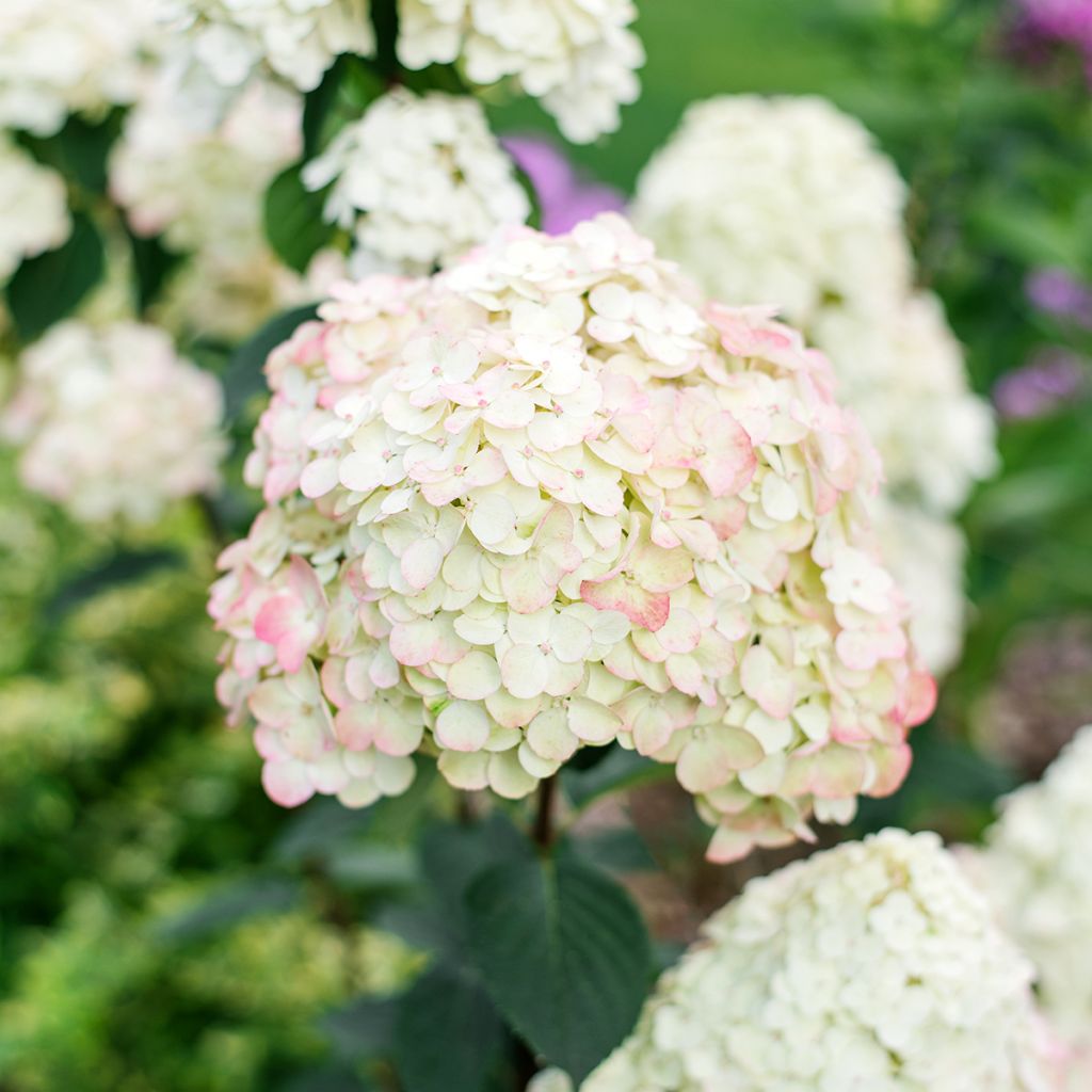 Hydrangea paniculata Framboisine  - Hortensia paniculé