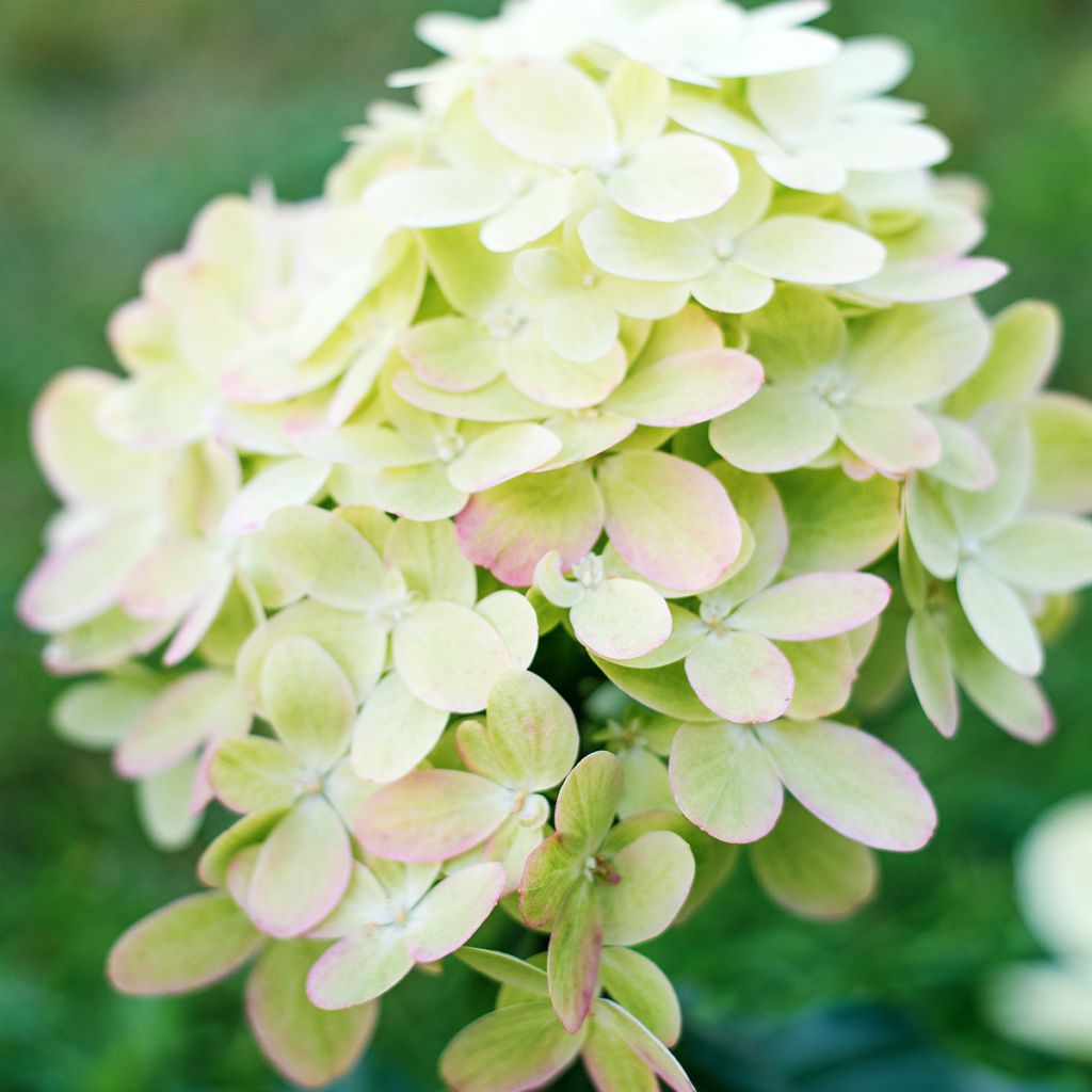 Hydrangea paniculata Graffiti - Hortensia paniculé