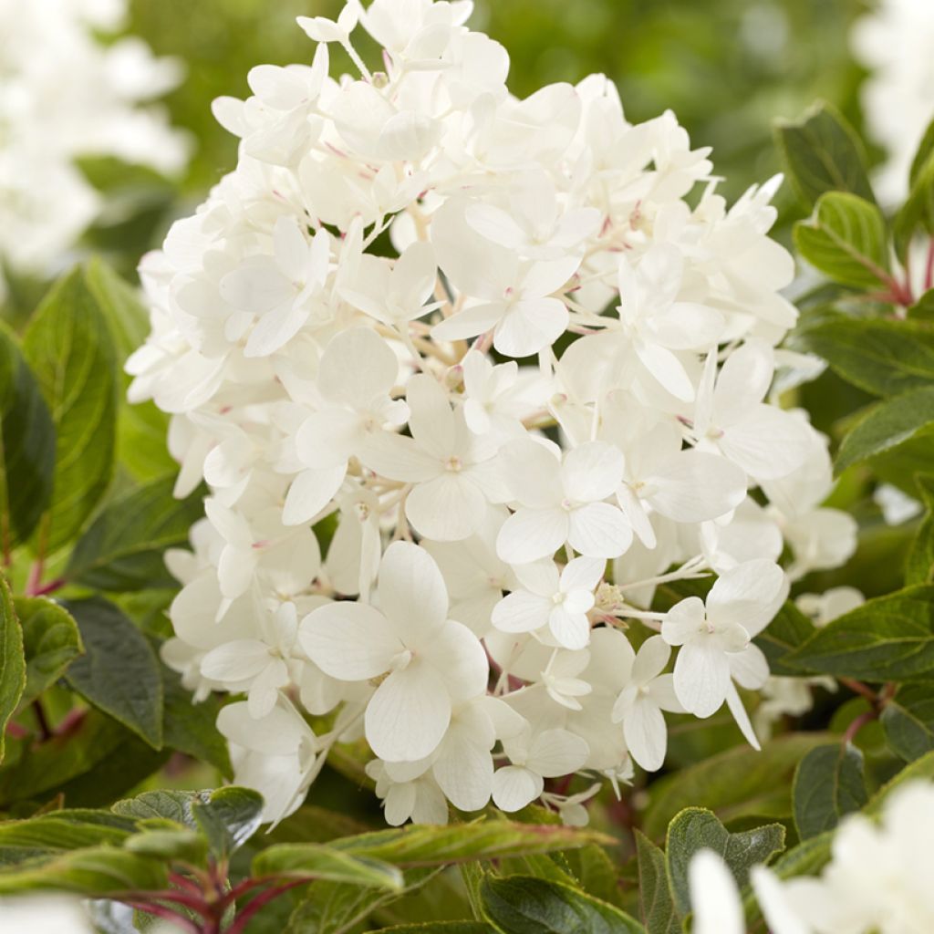 Hydrangea paniculata Groundbreaker Blush - Hortensia paniculé nain