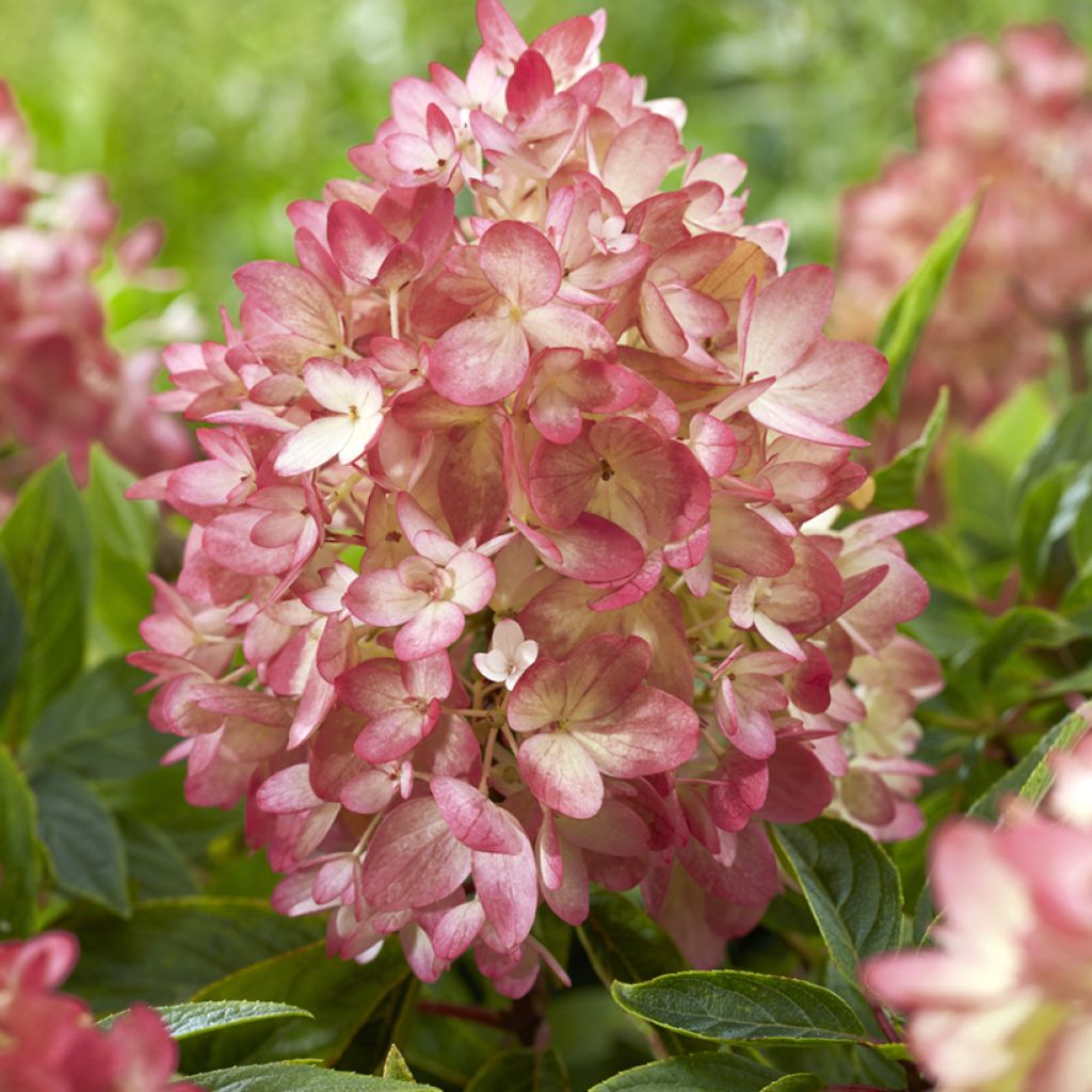 Hydrangea paniculata Groundbreaker Blush - Hortensia paniculé nain