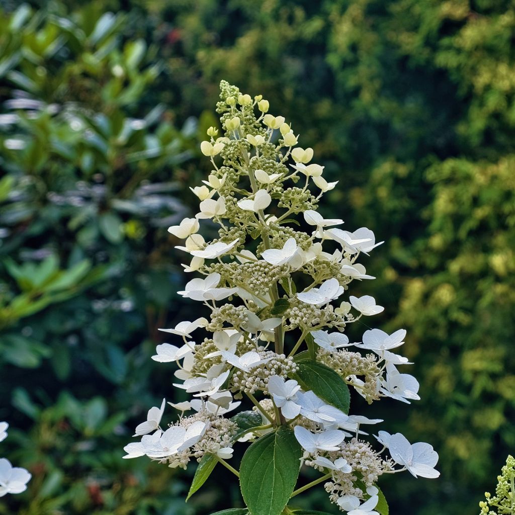 Hydrangea paniculata Levana - Hortensia paniculé