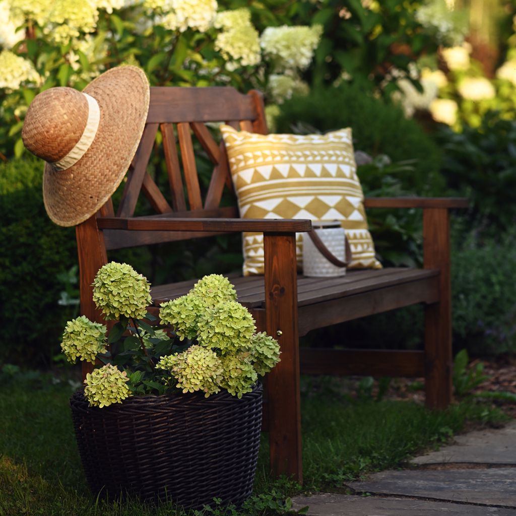 Hydrangea paniculata Little Lime - Hortensia paniculé