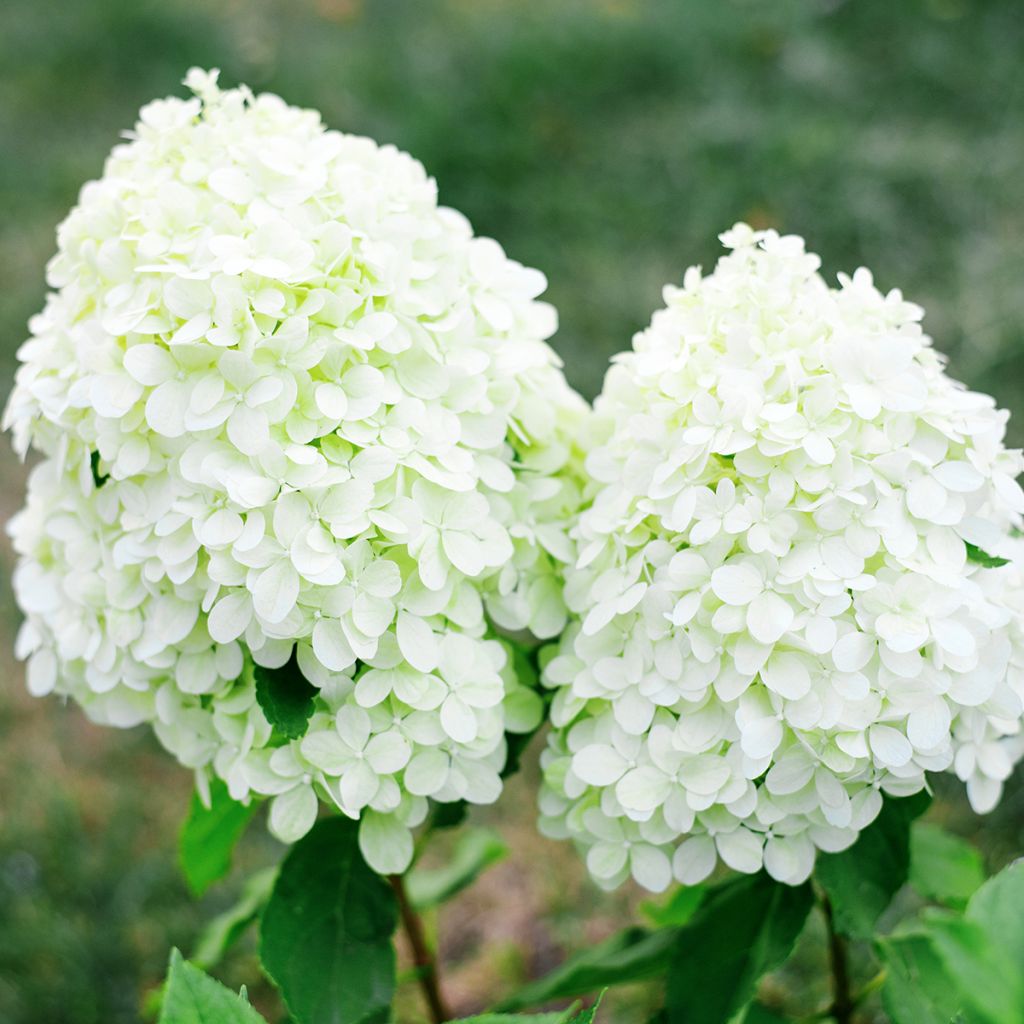 Hydrangea paniculata Little Spooky - Hortensia paniculé