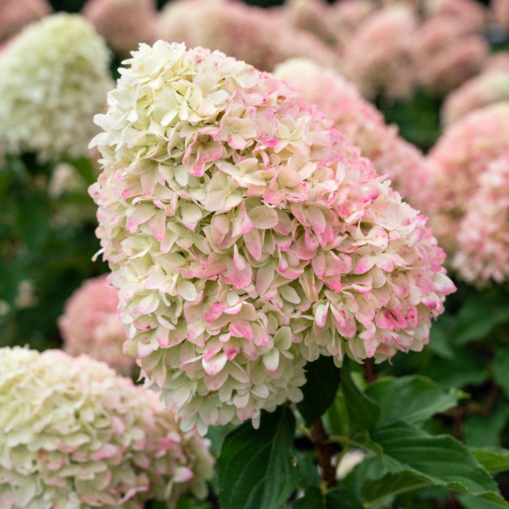 Hydrangea paniculata Living Candy Love - Hortensia paniculé