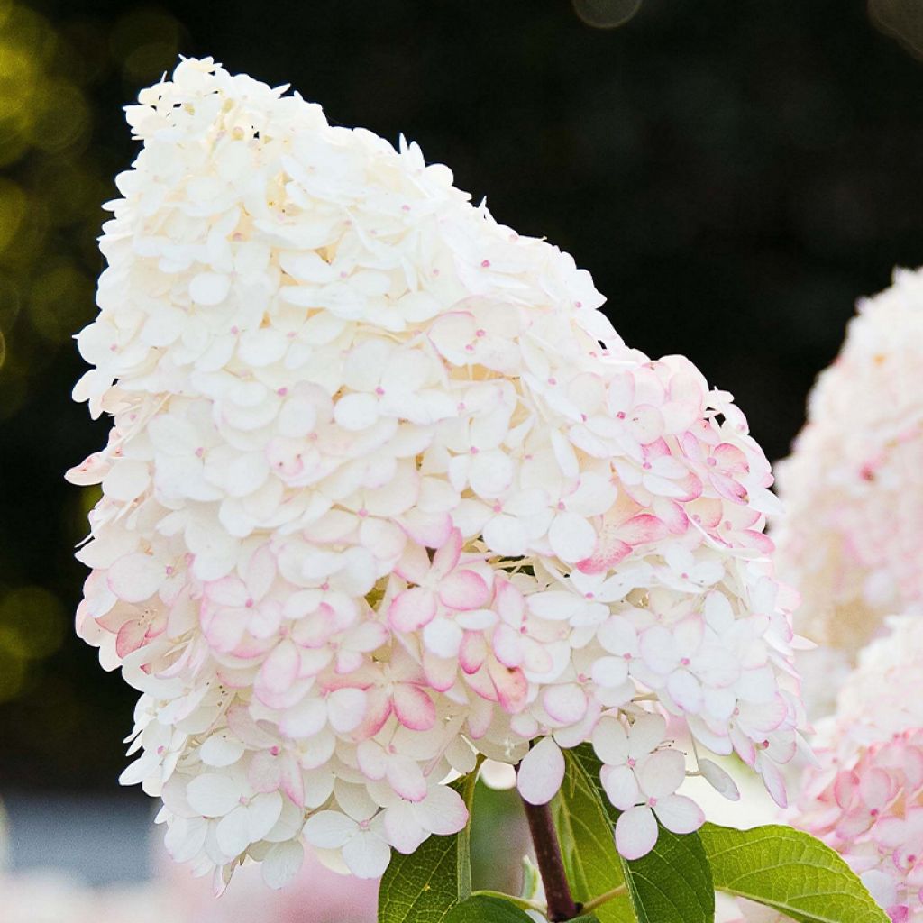 Hydrangea paniculata Living Pink & Rose  - Hortensia paniculé