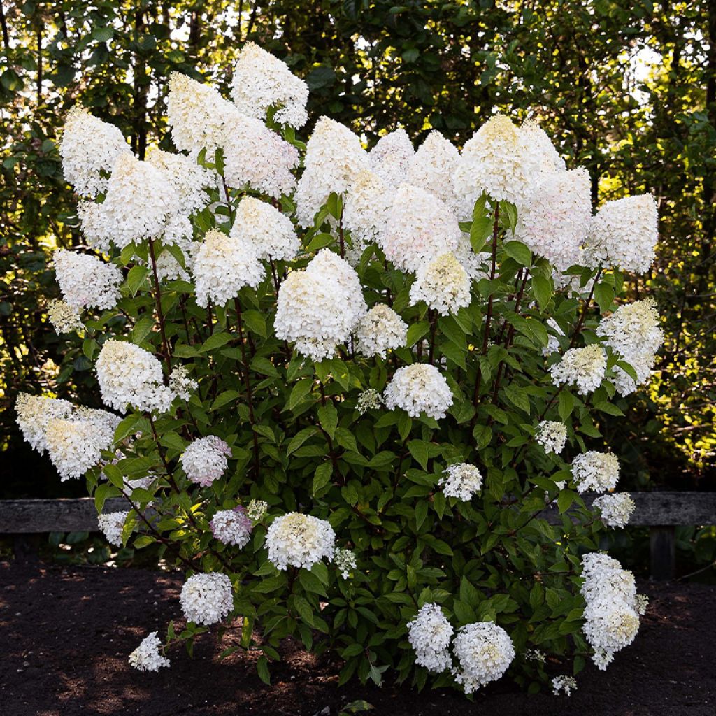 Hydrangea paniculata Living Pink & Rose  - Hortensia paniculé