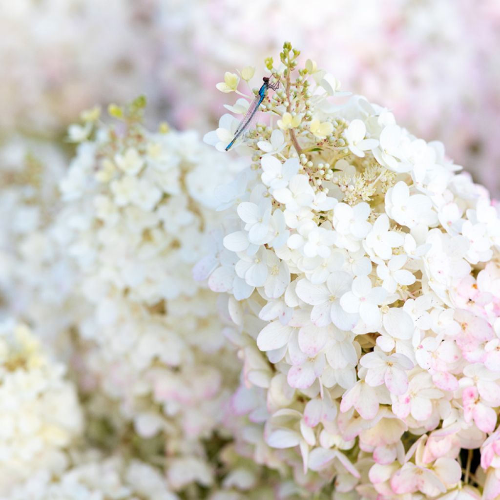 Hydrangea paniculata Living Strawberry Blossom - Hortensia paniculé