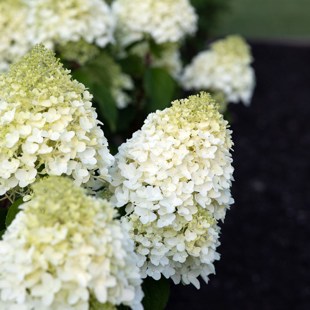 Hydrangea paniculata Living Sugar Rush - Hortensia paniculé
