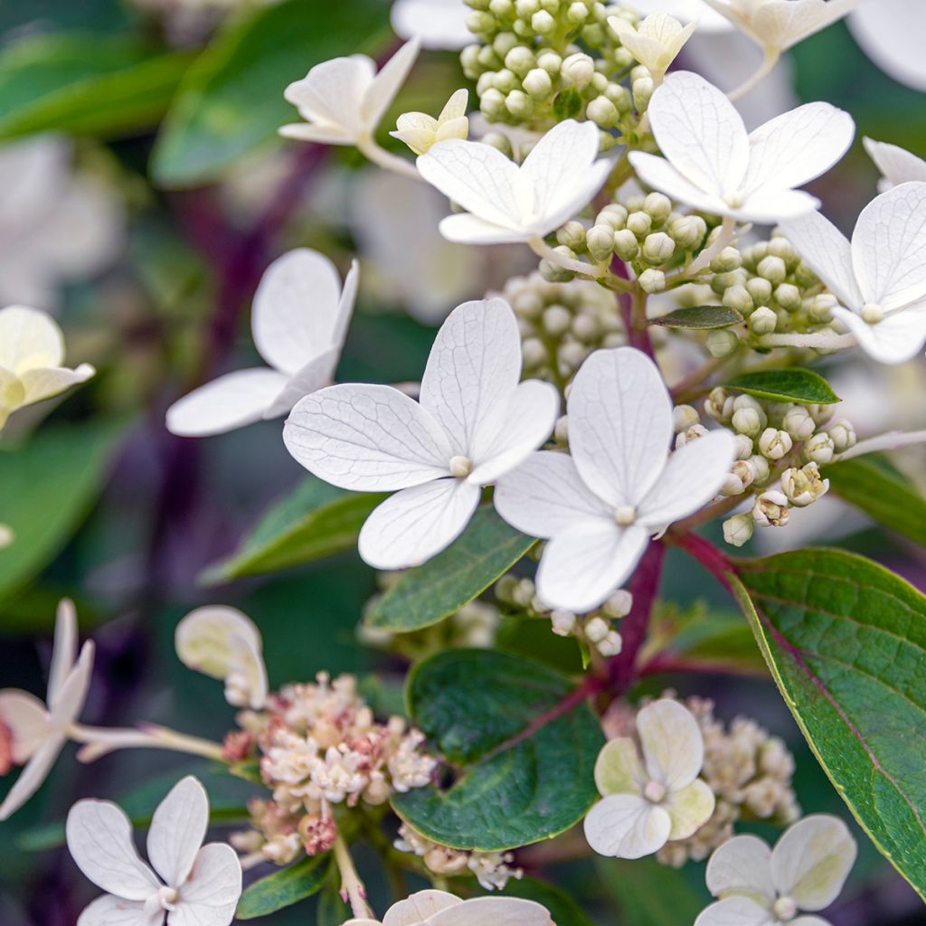 Hydrangea paniculata Magical Vesuvio - Hortensia paniculé