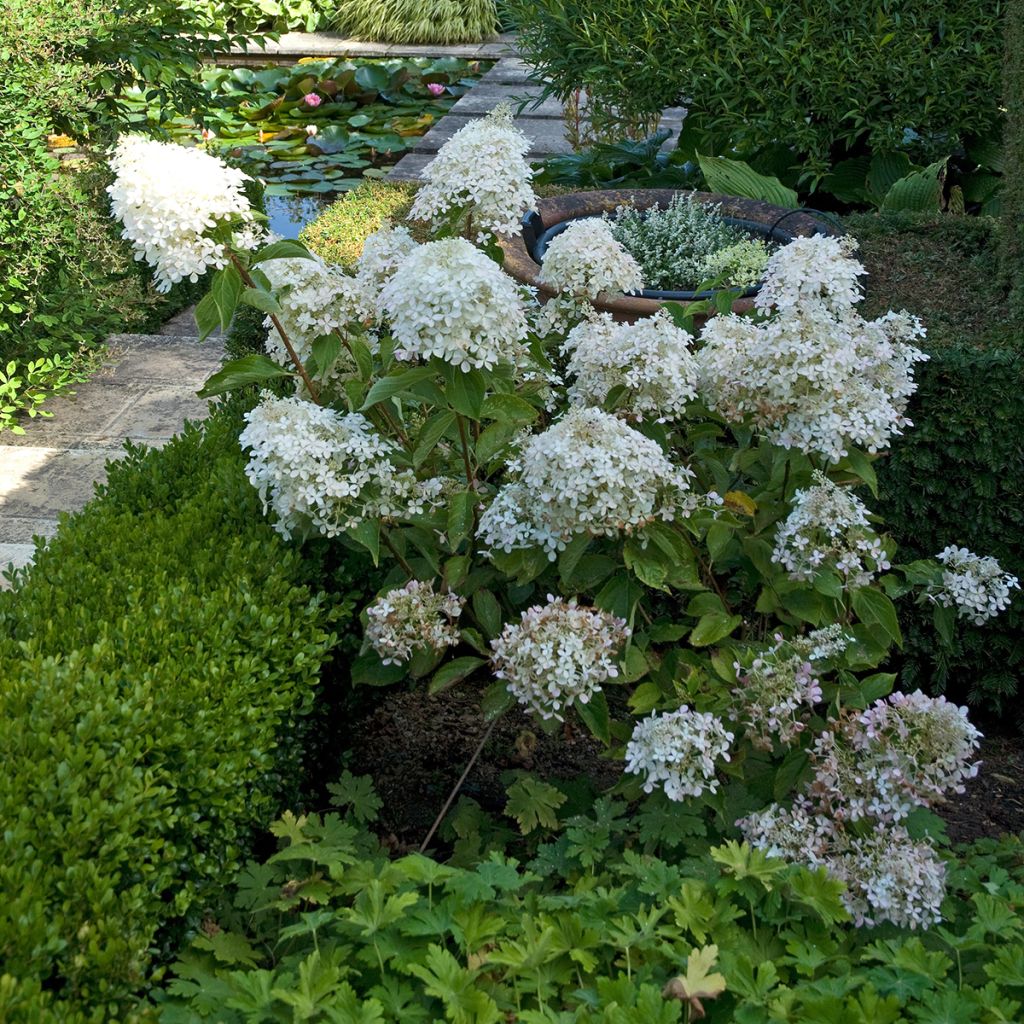 Hydrangea paniculata Phantom - Hortensia paniculé