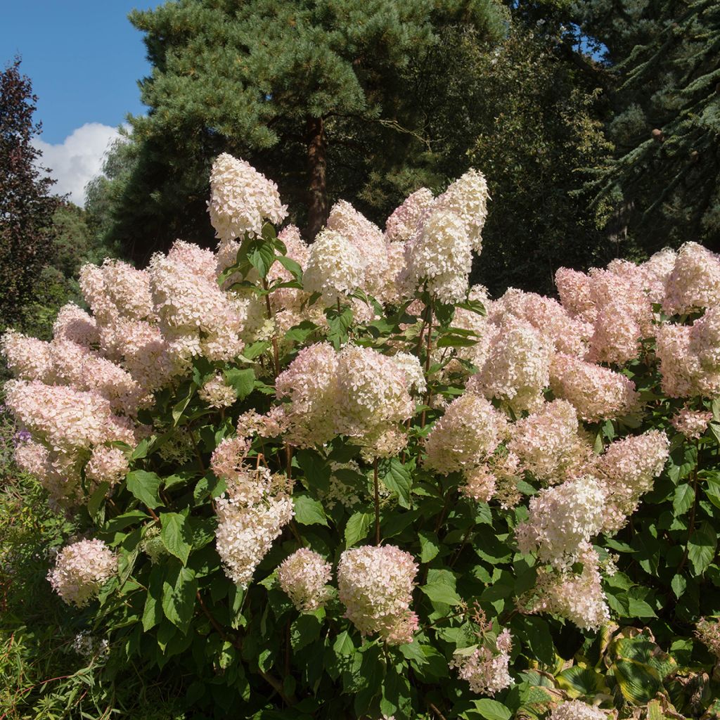 Hydrangea paniculata Phantom - Hortensia paniculé