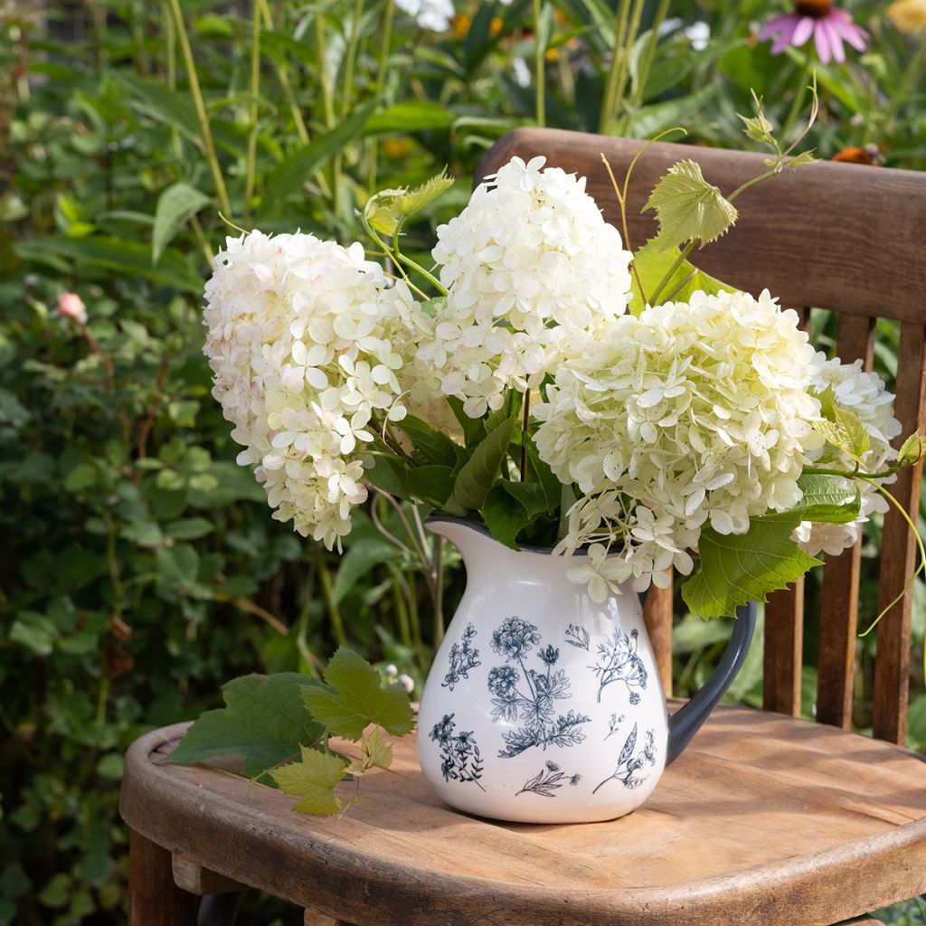 Hydrangea paniculata Phantom - Hortensia paniculé