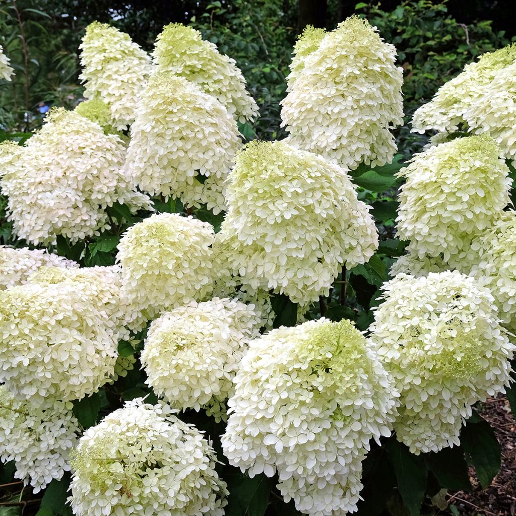 Hydrangea paniculata Phantom - Hortensia paniculé