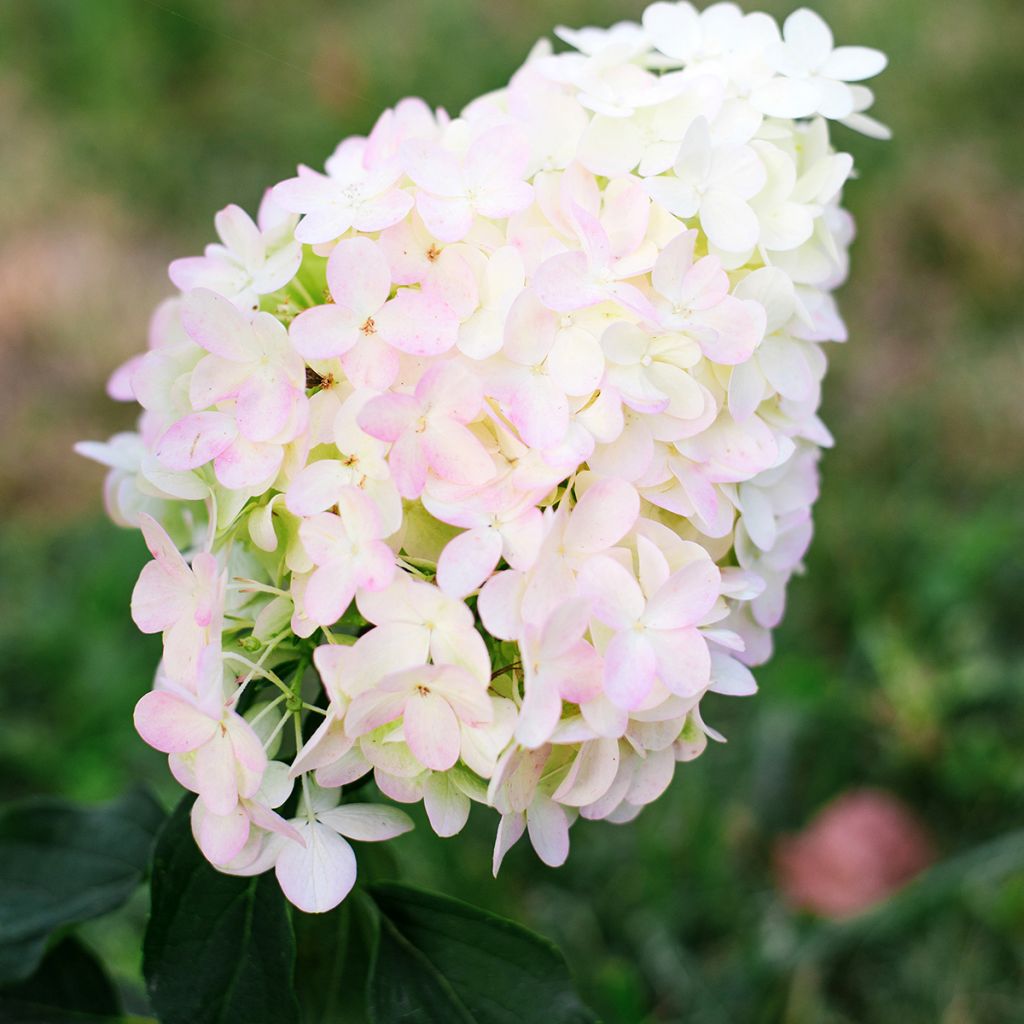 Hydrangea paniculata Pinkachu - Hortensia paniculé