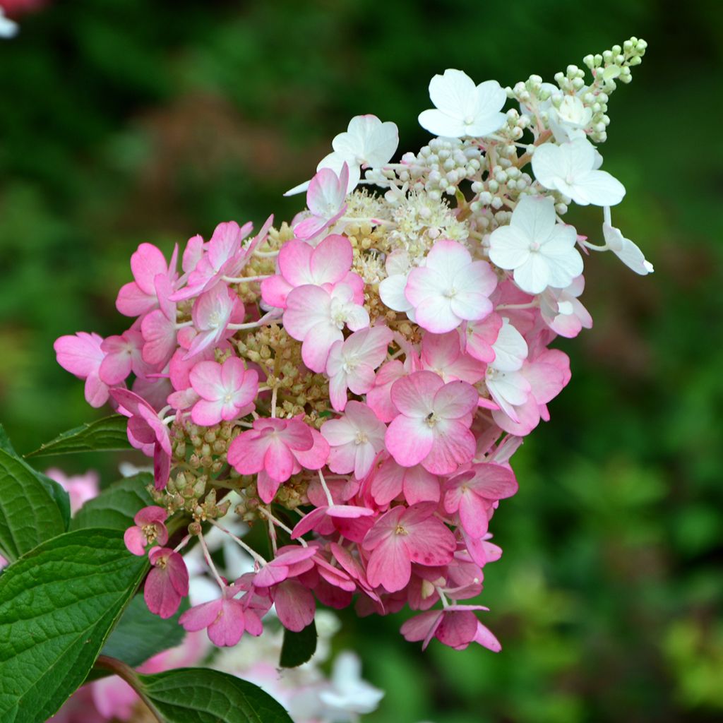 Hydrangea paniculata Pinky Winky - Hortensia paniculé
