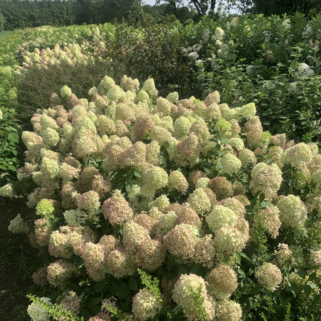 Hydrangea paniculata Pixio - Hortensia paniculé nain