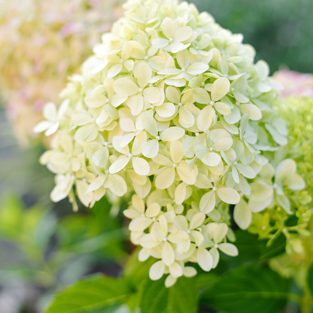 Hydrangea paniculata Pixio - Hortensia paniculé nain