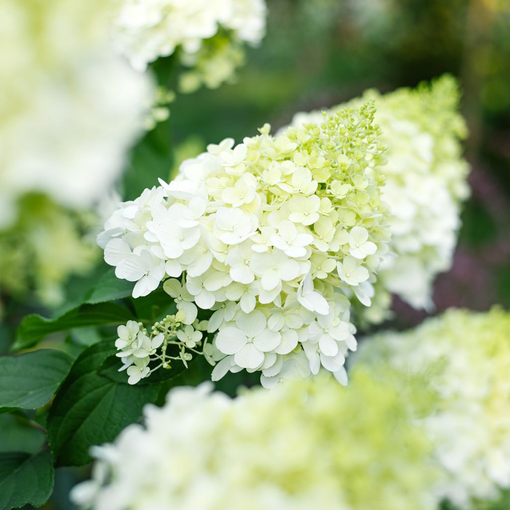 Hydrangea paniculata Polar Bear - Hortensia paniculé