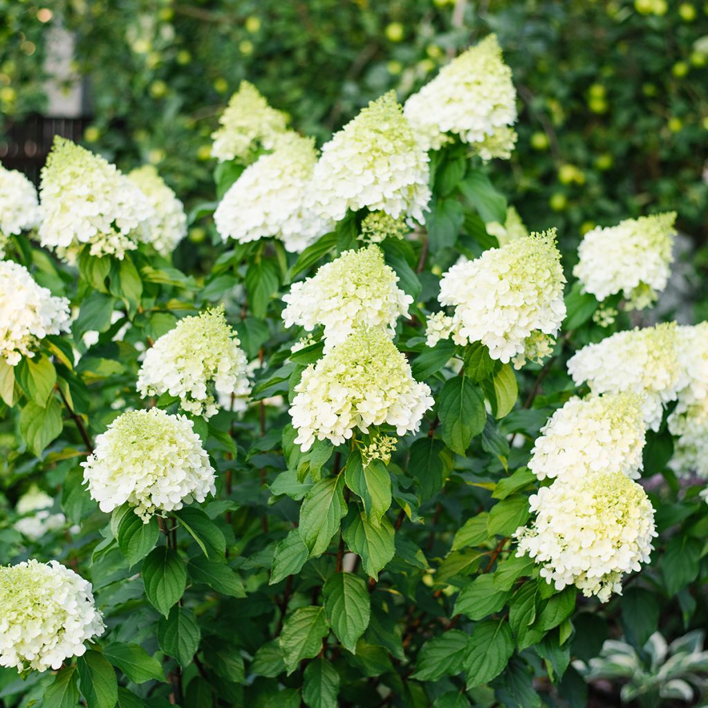 Hydrangea paniculata Polar Bear - Hortensia paniculé