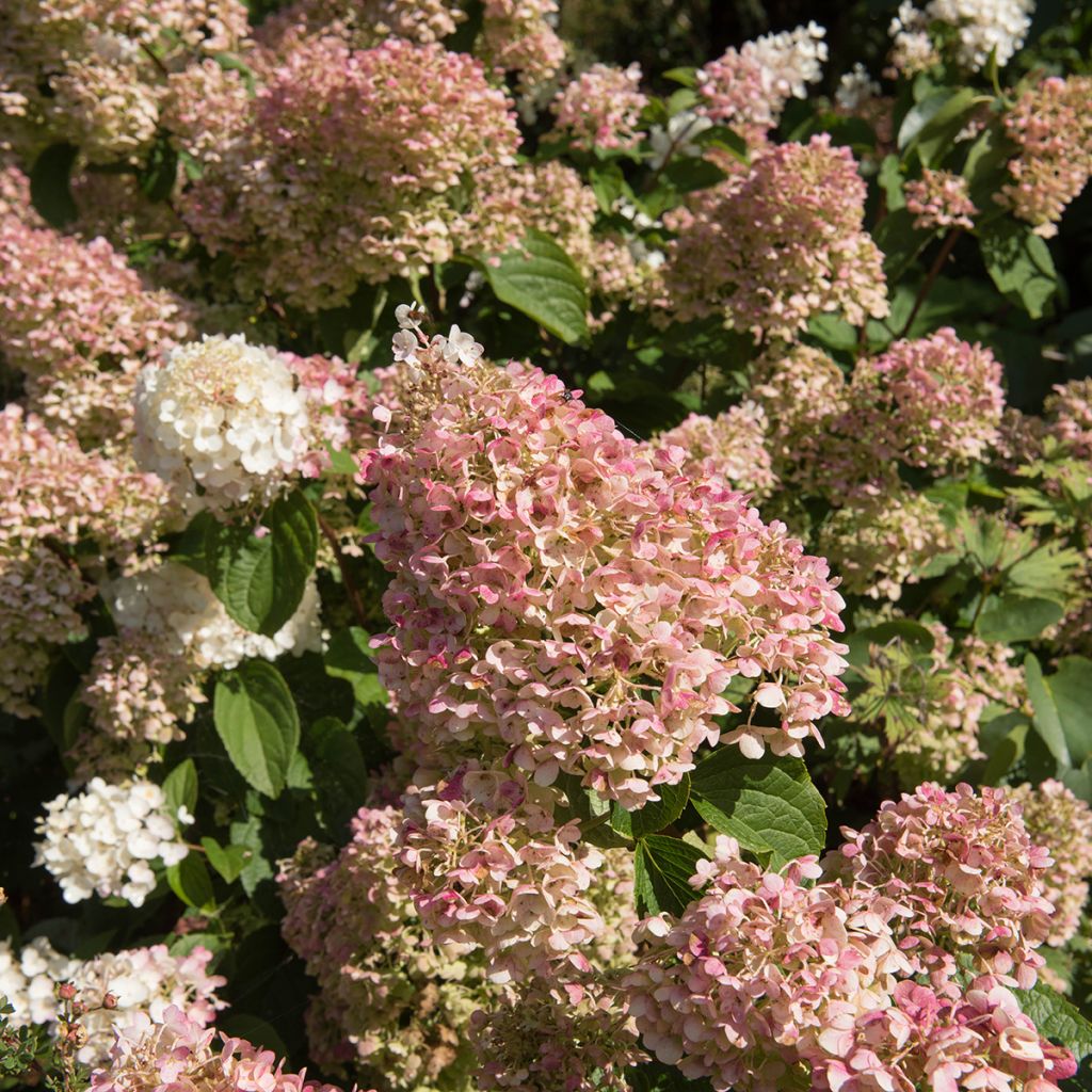 Hydrangea paniculata Silver Dollar - Hortensia paniculé