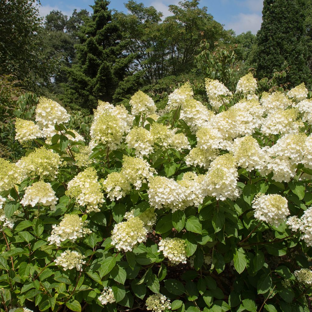 Hydrangea paniculata Silver Dollar - Hortensia paniculé