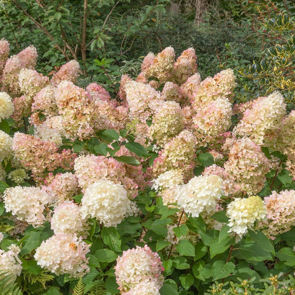 Hydrangea paniculata Silver Dollar - Hortensia paniculé