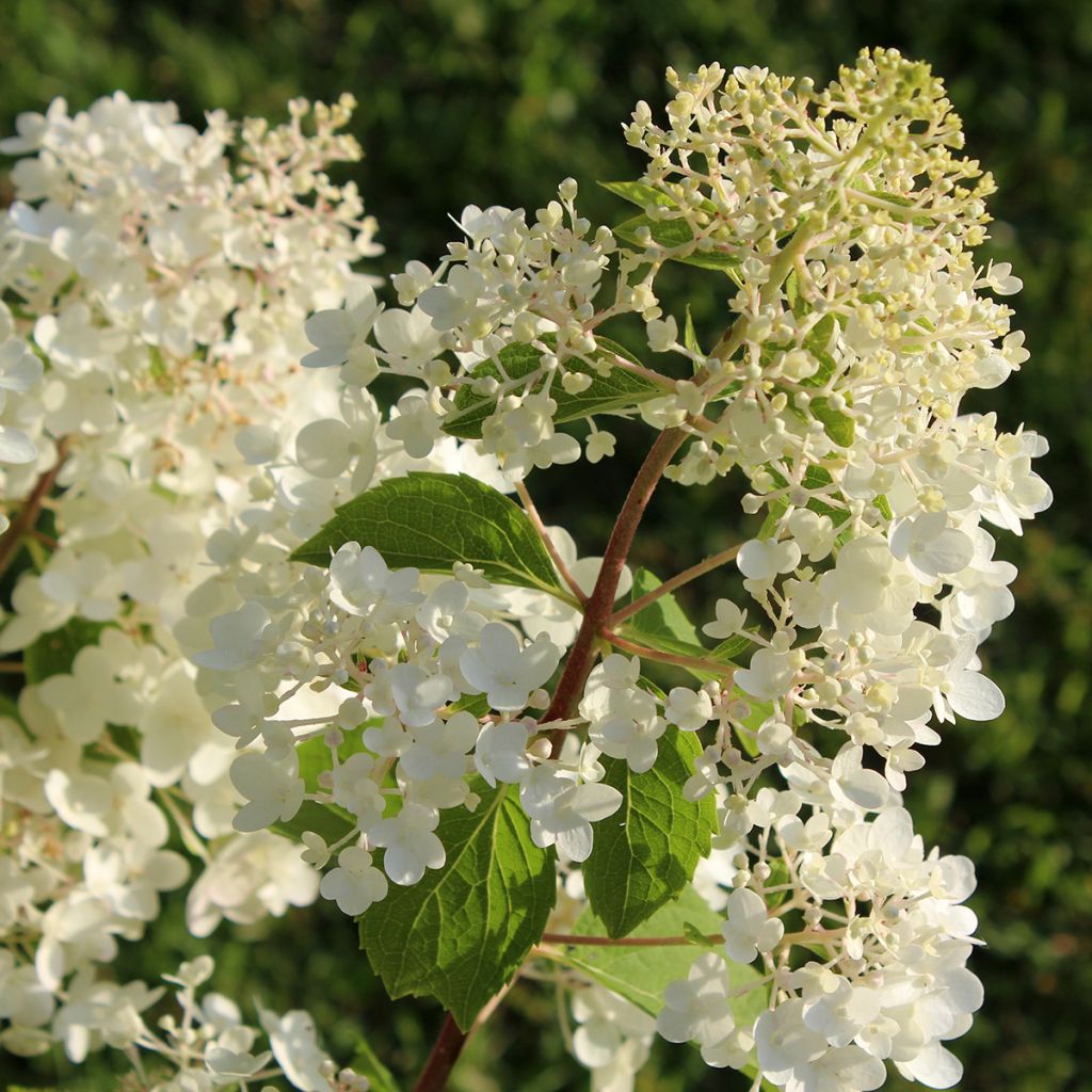 Hydrangea paniculata Silver Dollar - Hortensia paniculé