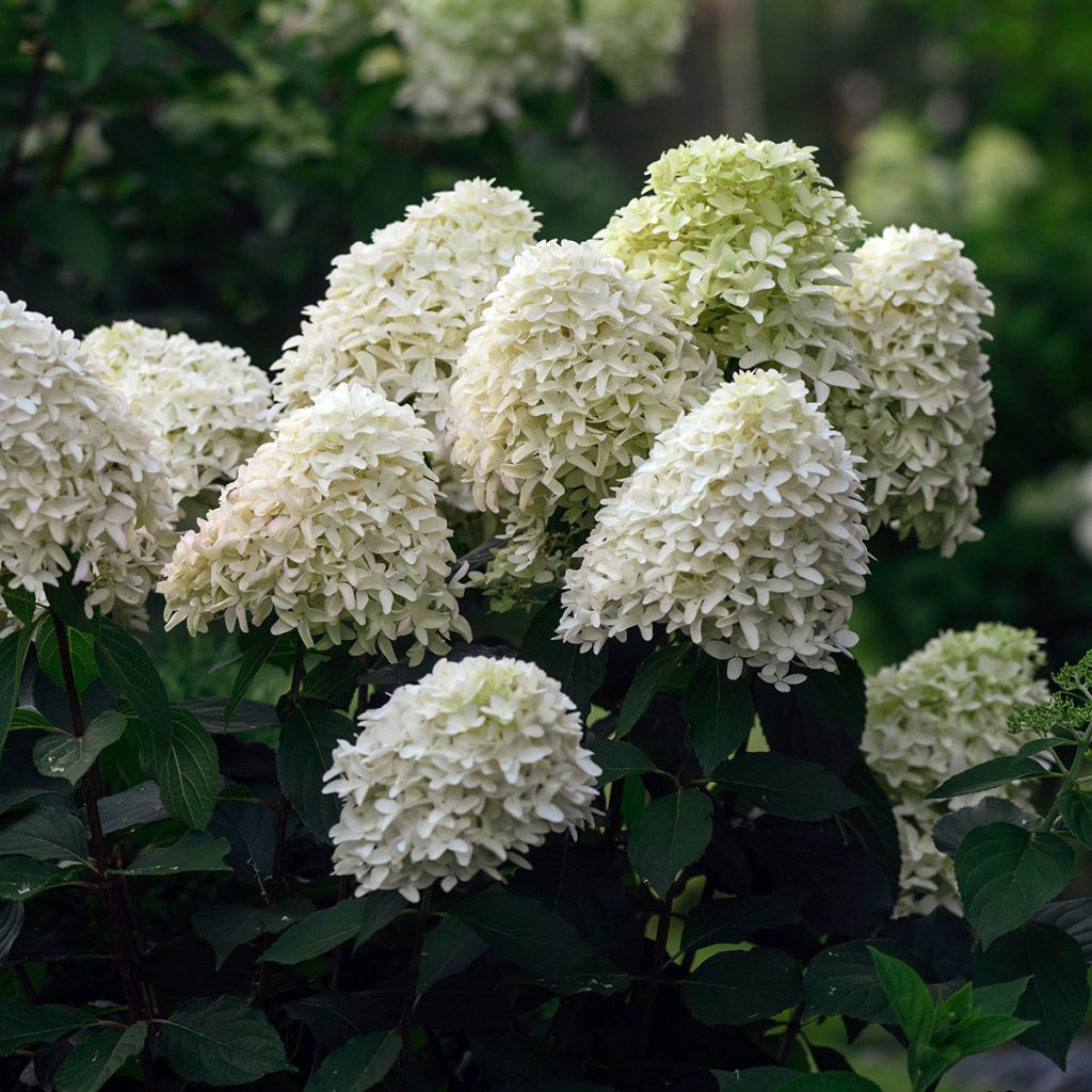 Hydrangea paniculata Skyfall - Hortensia paniculé