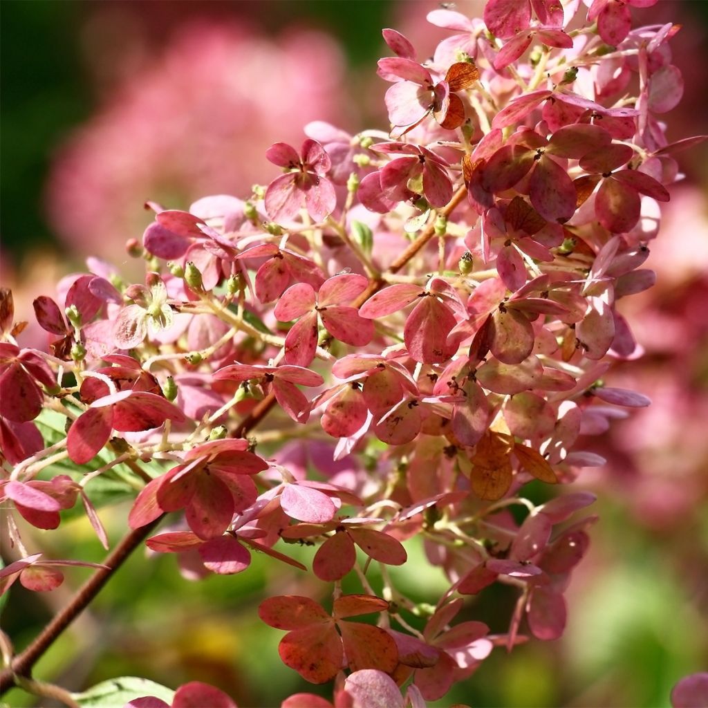 Hortensia paniculé - Hydrangea paniculata Sparkling