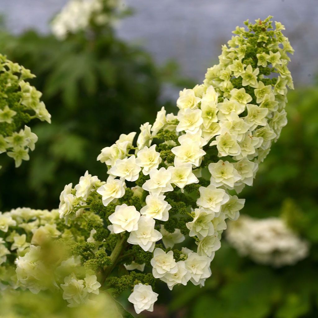 Hydrangea quercifolia Gatsby Star - Hortensia à feuilles de chêne