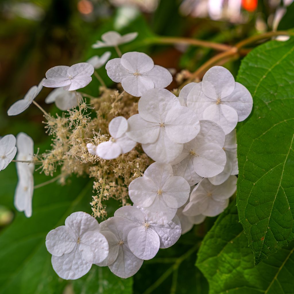 Hydrangea quercifolia Ice Crystal - Hortensia à feuilles de chêne