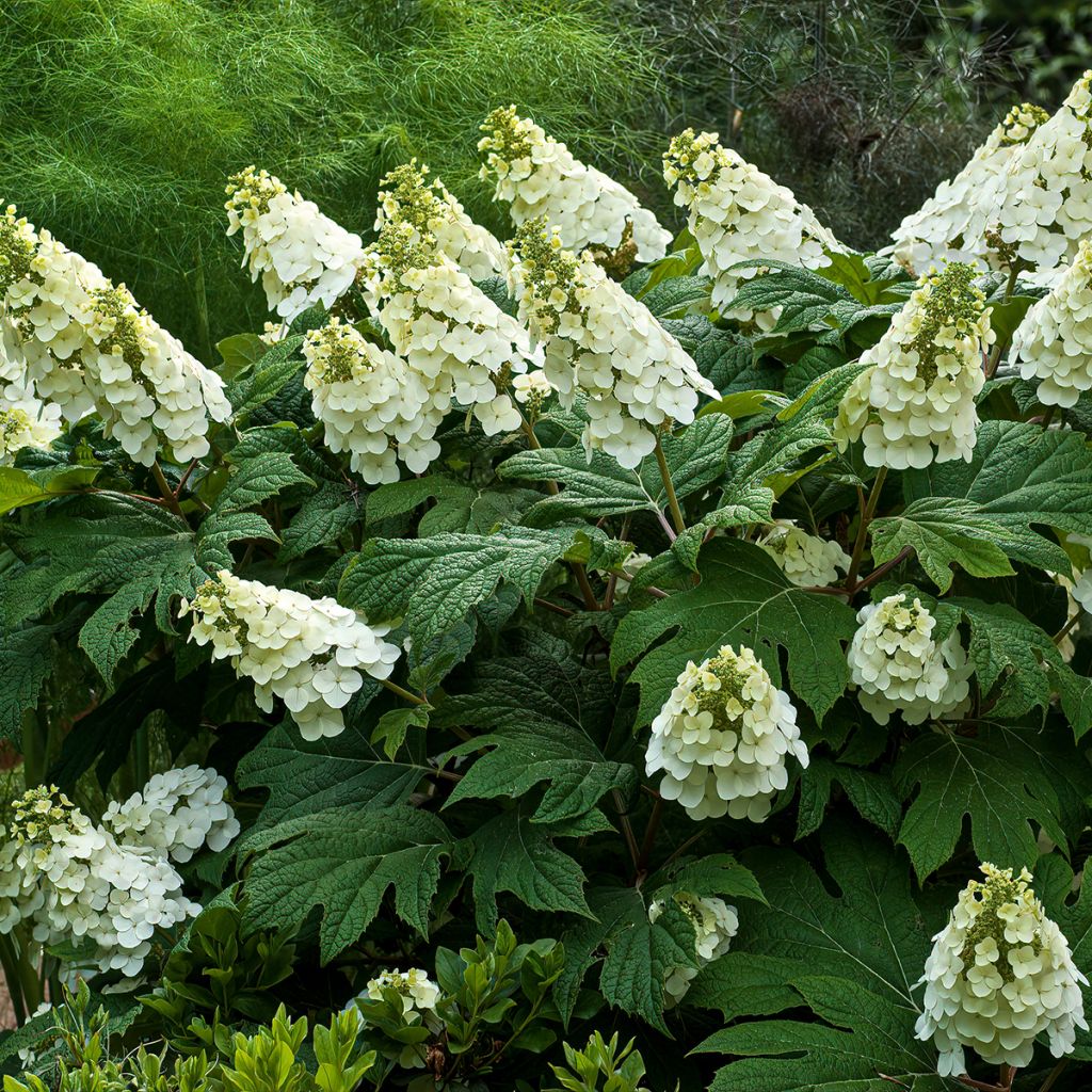 Hydrangea quercifolia Jetstream - Hortensia à feuilles de chêne